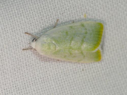 Earias vernana